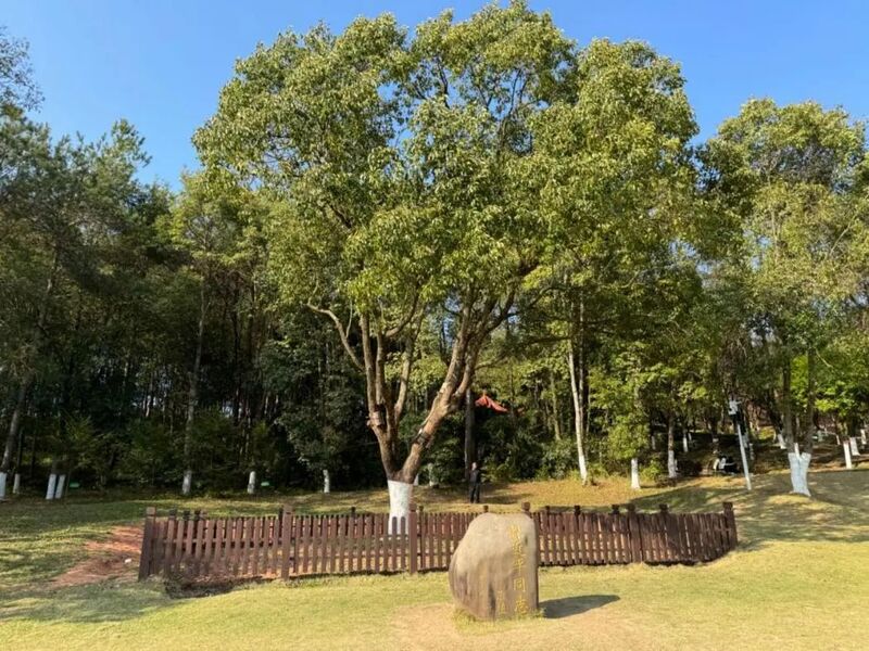 習近平同志為福建省長汀縣水土保持科教園捐種的香樟樹。圖源：學習時報