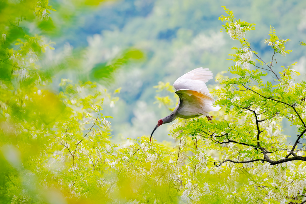 2024年5月2日，一只秦嶺以北野放朱鹮在陜西省銅川市耀州區(qū)沮河上游洋槐林中飛翔。