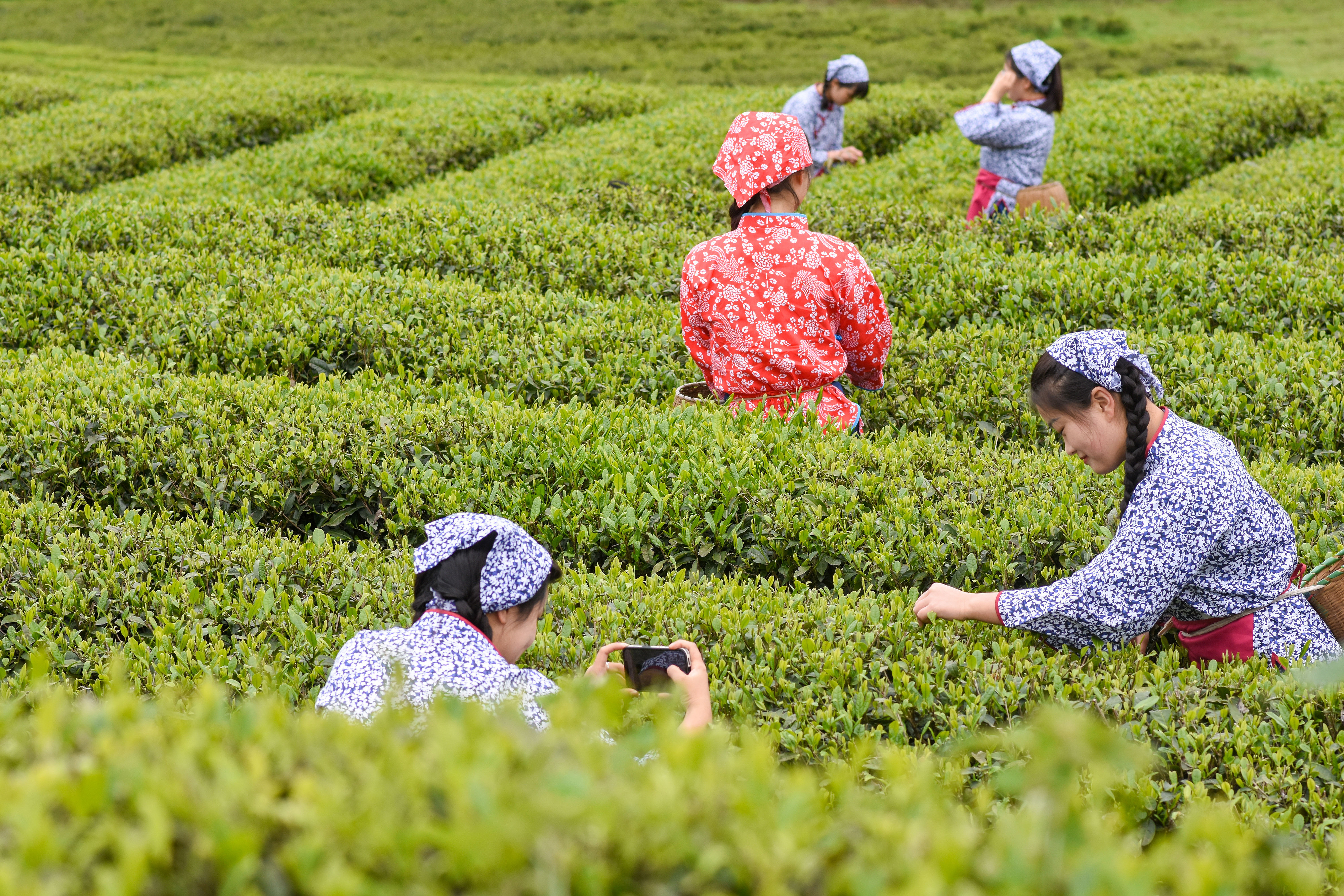 2023年4月6日，游客在貴州省銅仁市江口縣怒溪鎮(zhèn)駱象村生態(tài)茶園體驗(yàn)采茶樂趣。