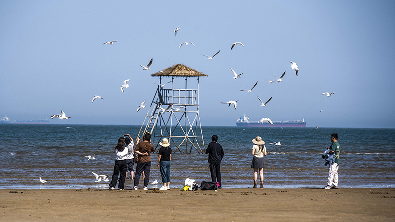 2024年5月12日，河北秦皇島，北戴河鴿子窩公園成群海鷗在天空中自由翱翔，與大海、藍天構(gòu)成了一幅美麗的畫卷。