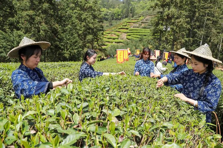 2025年4月13日，福建武夷山市星村鎮(zhèn)朝陽(yáng)村茶農(nóng)在生態(tài)茶園展示采茶。新華社發(fā)（邱汝泉 攝）