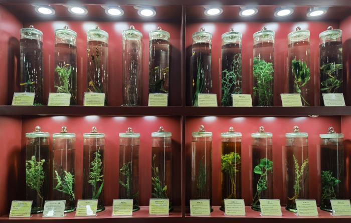 圖為藏藥藥材標(biāo)本。???張海?? ??.jpg