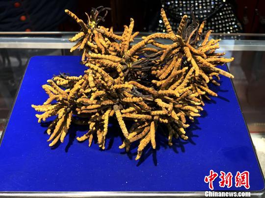 圖為冬蟲夏草?！O睿 攝