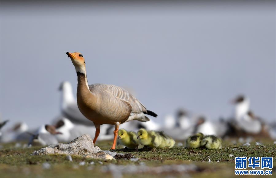 (環(huán)境)(1)藏北斑頭雁