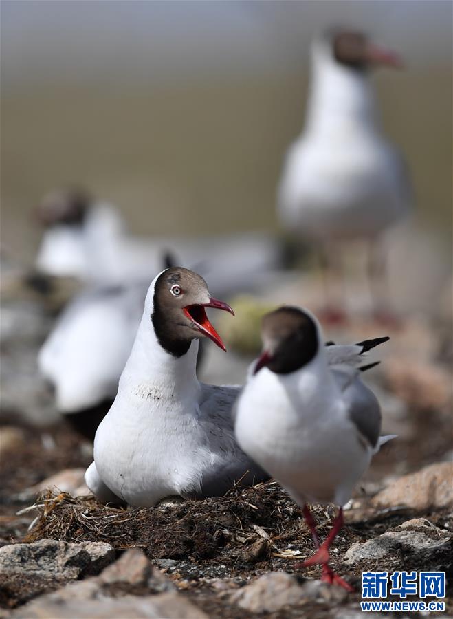 (新華視界)(4)藏北“避暑”的棕頭鷗