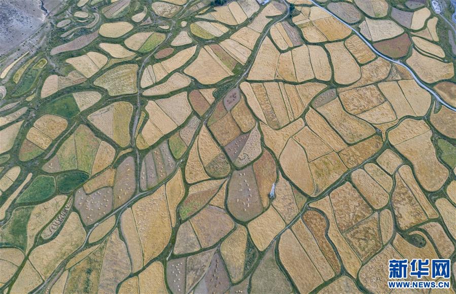 (美麗中國(guó))(4)拉薩河谷:大地流金迎豐收