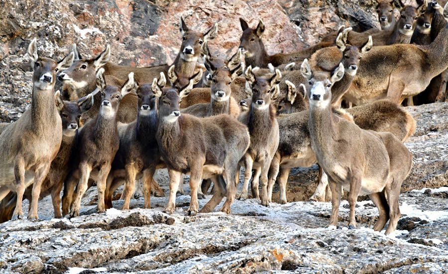 活躍在青海省海西州柏樹山的白唇鹿。巴圖那生攝