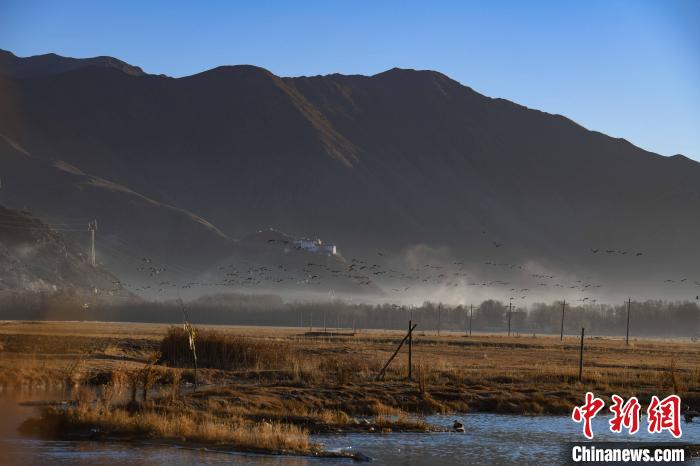 圖為拉薩市林周縣境內(nèi)飛翔的候鳥?！∝暩聛硭?攝