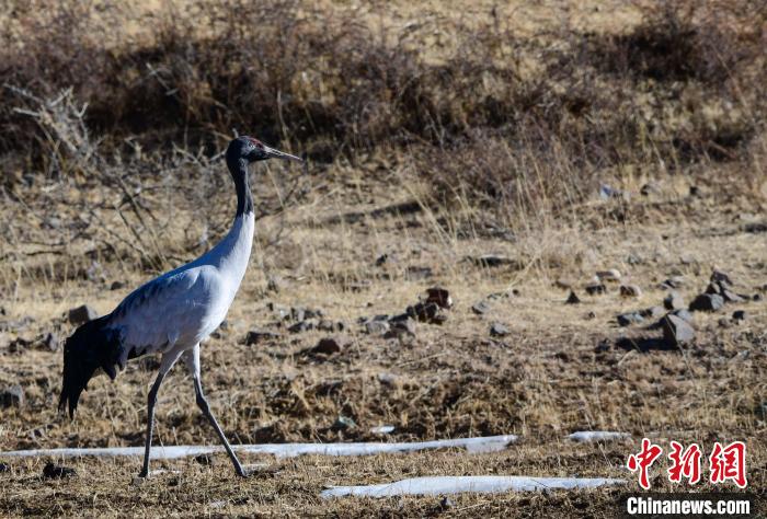 圖為一只黑頸鶴在拉薩市林周縣境內(nèi)田間覓食。　貢嘎來松 攝