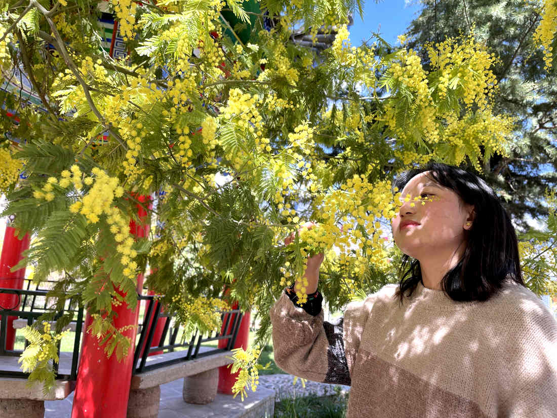 游客仔細(xì)觀賞黃絨絨的金合歡花。