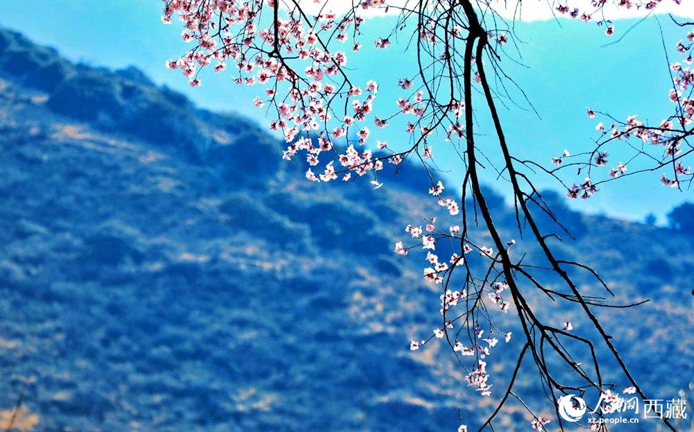 清麗的桃花。人民網(wǎng) 李海霞攝