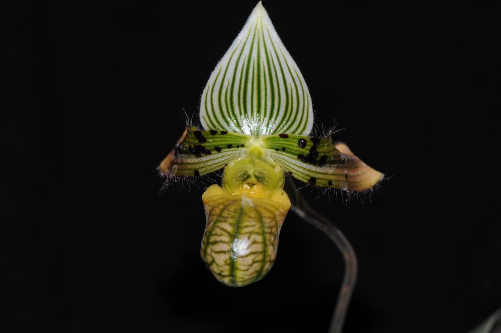 秀麗兜蘭。金效華攝