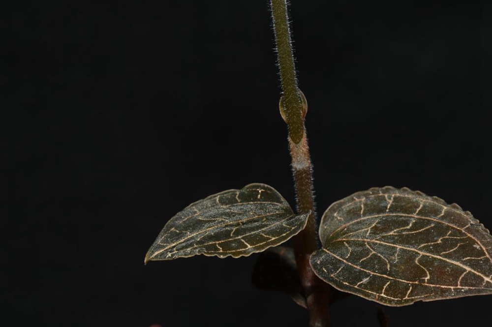 墨脫金線蘭。金效華攝