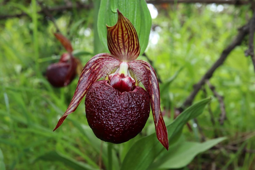 波密灼蘭。王翰臣攝