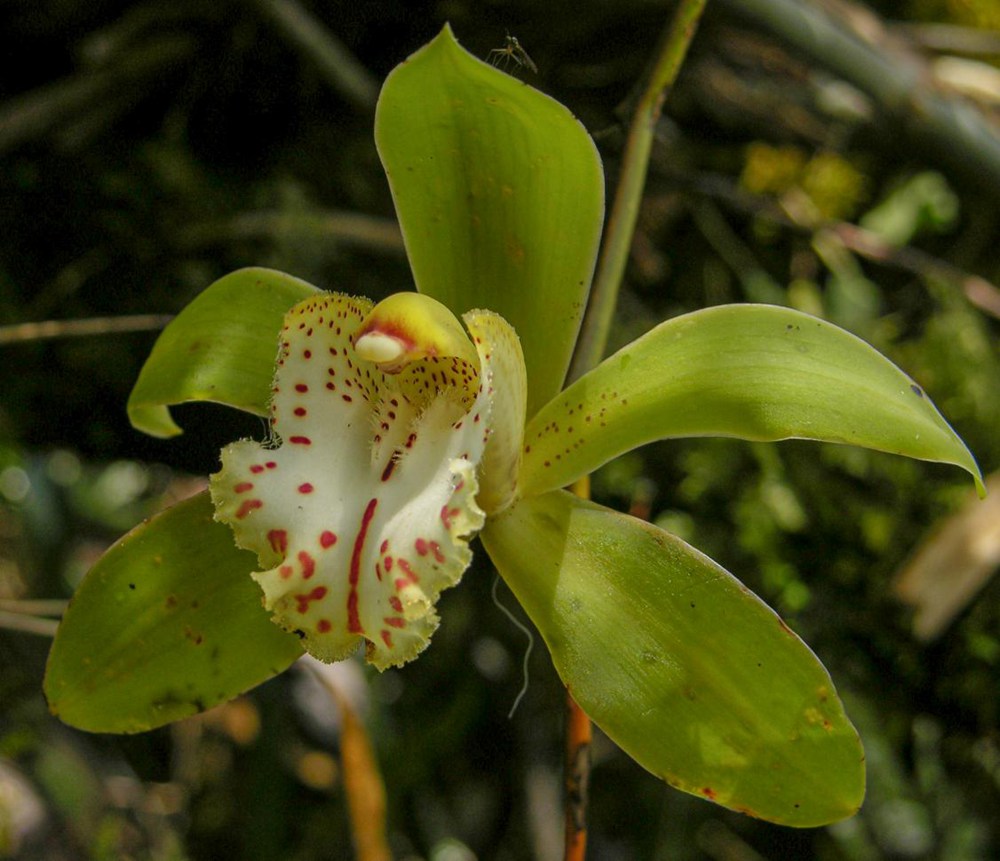 虎頭蘭。金效華攝