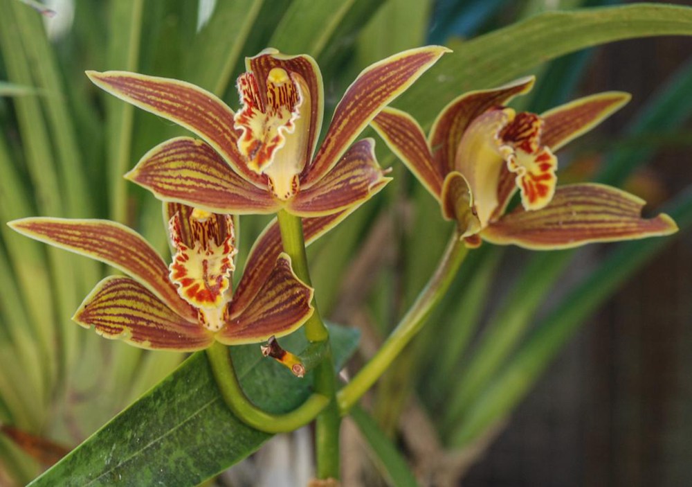 黃嬋蘭。李劍武攝