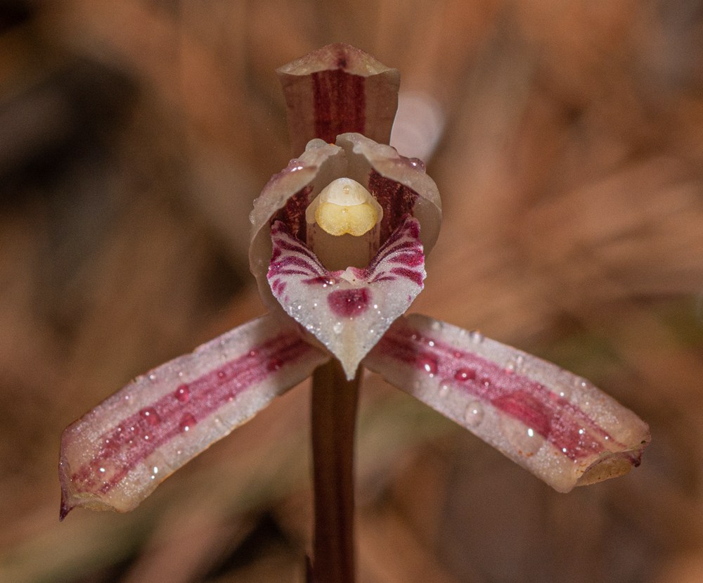 大根蘭。葉超攝