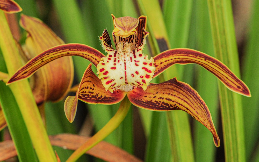 西藏虎頭蘭。李劍武攝