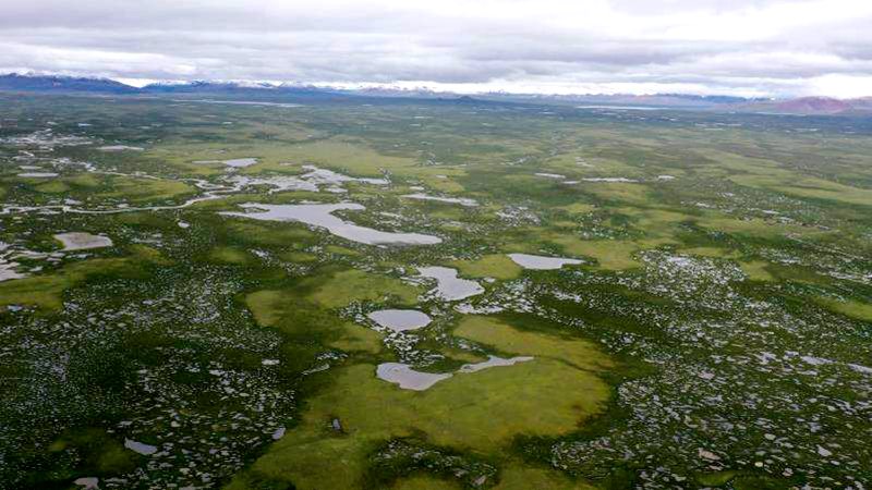 麥地卡濕地。