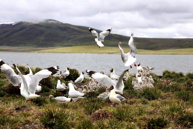 棲息的候鳥。