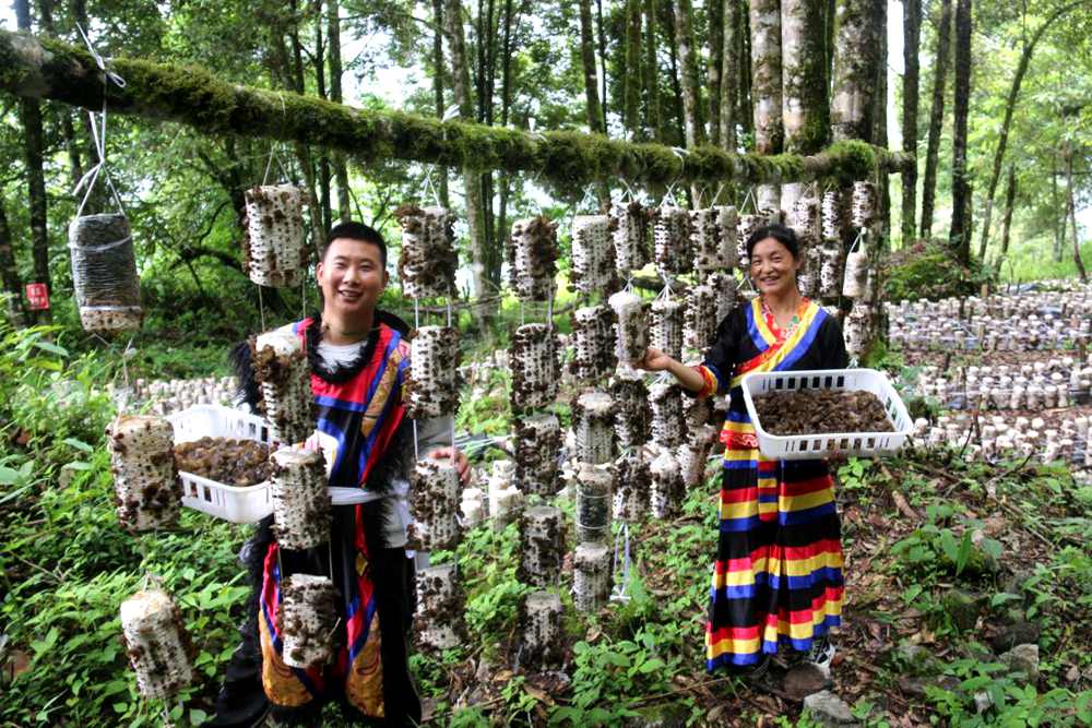 木耳豐收。次仁央宗攝