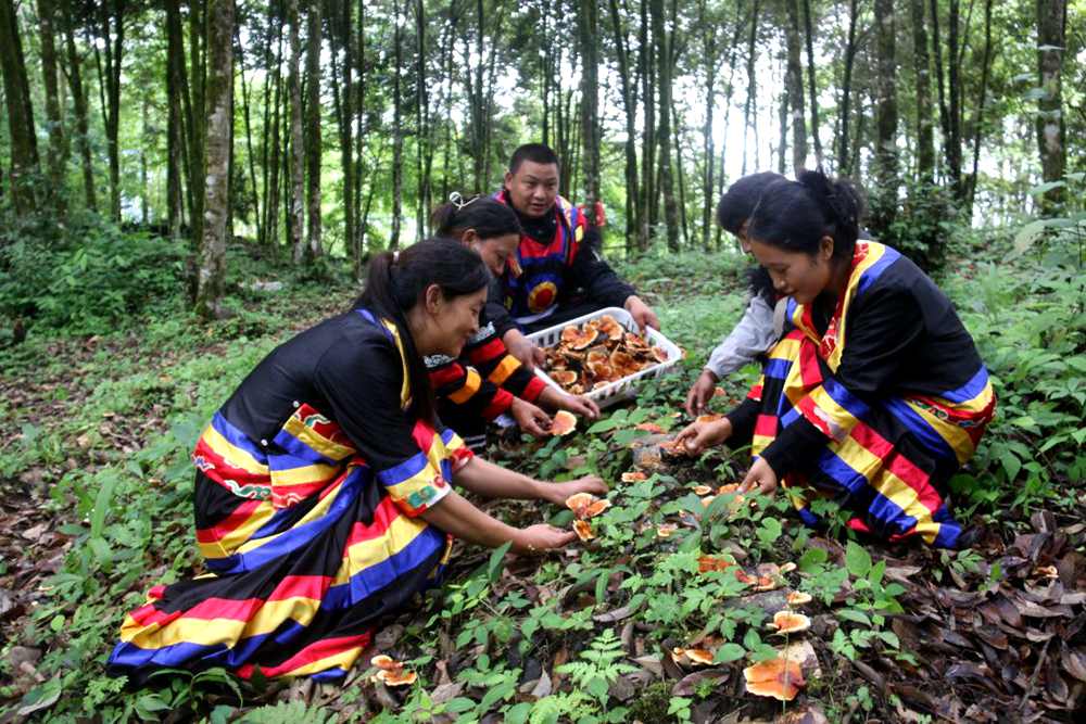 身著民族服的村民正在采摘靈芝。次仁央宗攝