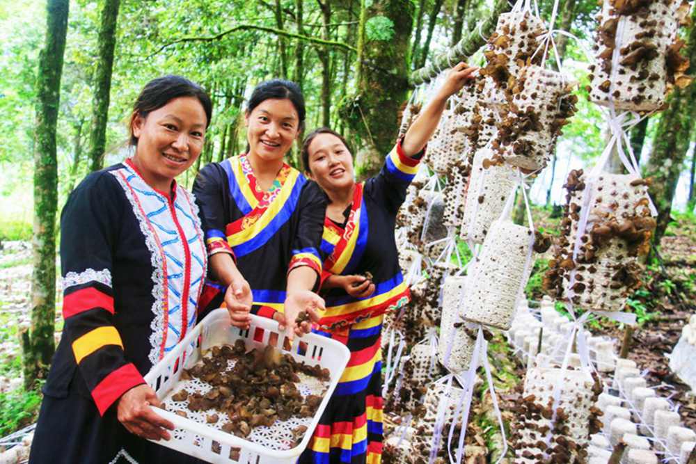 木耳產(chǎn)量頗豐。次仁央宗攝