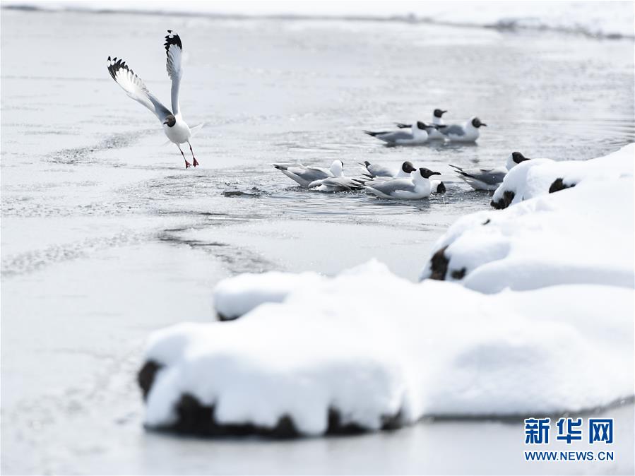 (環(huán)境)(3)雪后青海湖