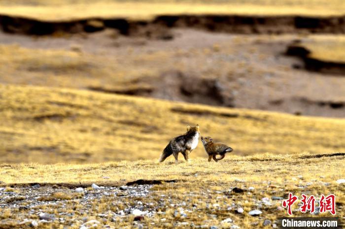 來(lái)自媽媽的愛(ài)!高原藏狐母子嬉戲畫面暖人心