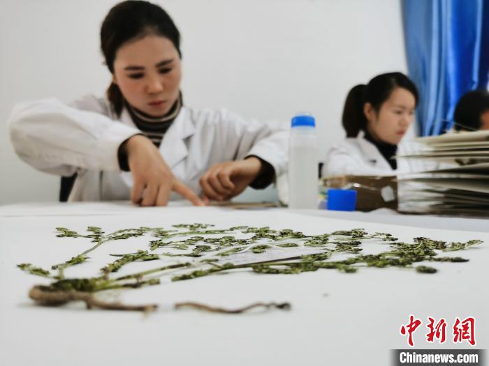 青海藏醫(yī)藥植根傳統(tǒng)政協委員建議將藏醫(yī)藥產業(yè)融入國家戰(zhàn)略