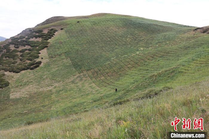 四川省阿壩州若爾蓋縣草原沙化治理后。若爾蓋縣林業(yè)和草原局供圖