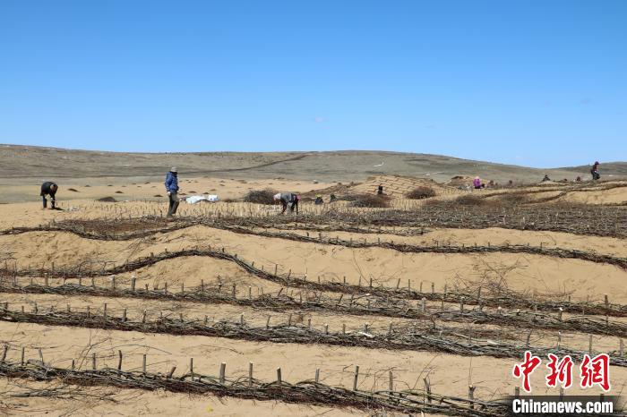 工作人員編織高山柳沙障。若爾蓋縣林業(yè)和草原局供圖