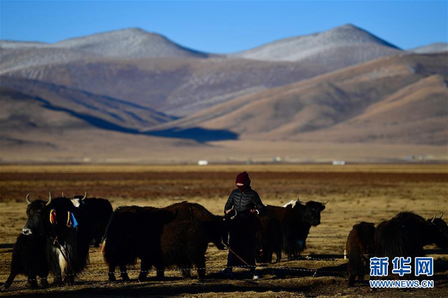 (社會(huì))(2)青海稱多:生態(tài)畜牧業(yè)奏響牧歌