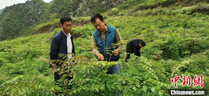 圖為張金利調(diào)研適合阿拉村種植的農(nóng)作物，經(jīng)過不斷改良技術后，產(chǎn)量大大提高。(資料圖)甘肅省水利廳供圖