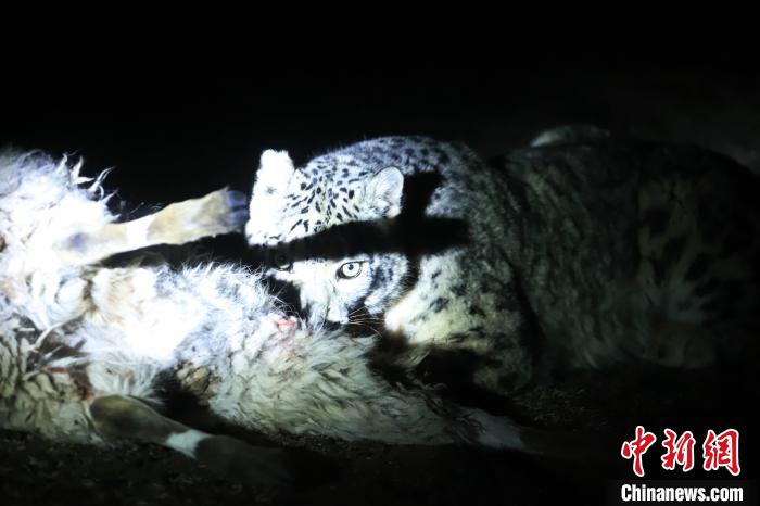 長江源、瀾滄江源啟動(dòng)旗艦物種雪豹及棲息地保護(hù)項(xiàng)目