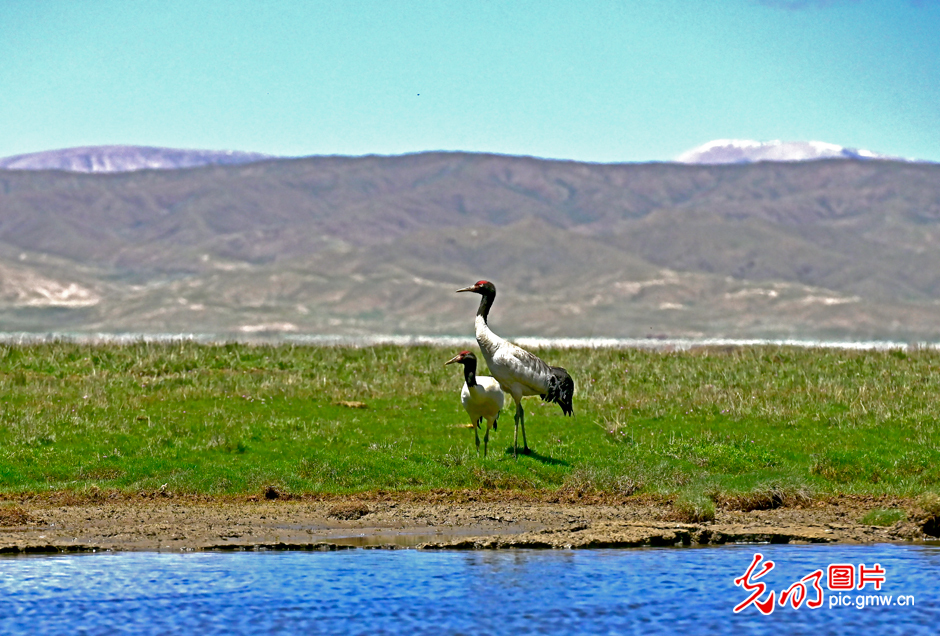 三江源國家公園正式設立，這是青海生態(tài)文明建設的新答卷