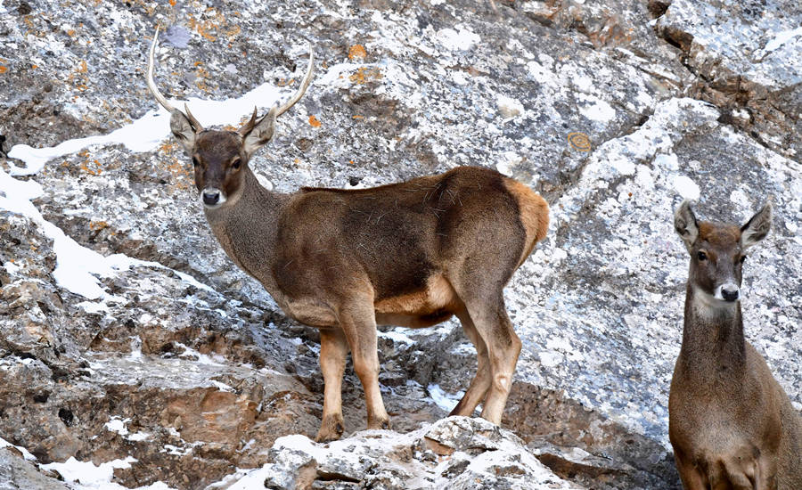 活躍在青海省海西州柏樹山的白唇鹿。巴圖那生攝