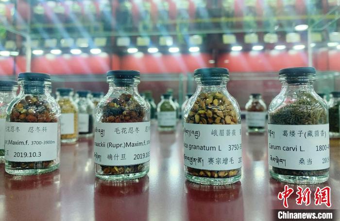 圖為海拔3500米以上珍貴草藥種子?！●R銘言 攝