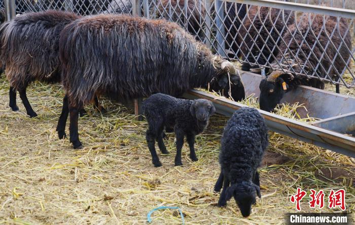 圖為黑藏羊及小羊羔正在吃草。　馬銘言 攝