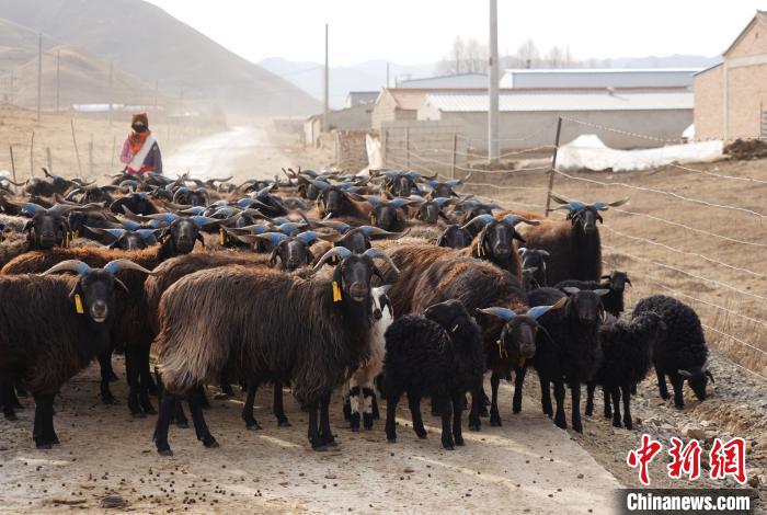 圖為牧民家的黑藏羊?！●R銘言 攝