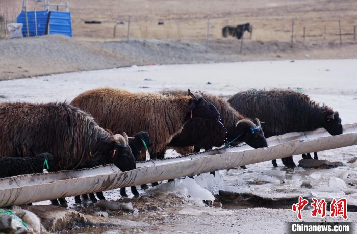 圖為黑藏羊正在喝水?！●R銘言 攝