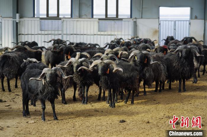 圖為黑藏羊?！●R銘言 攝