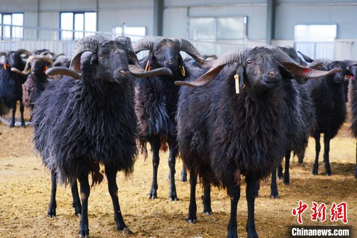 圖為黑藏羊?！●R銘言 攝