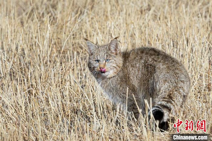 圖為拍攝到的荒漠貓?！O春生 攝