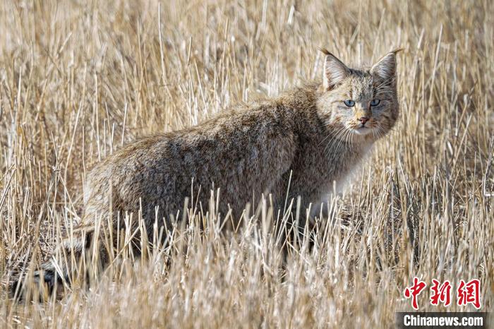 圖為拍攝到的荒漠貓?！≡S明遠 攝