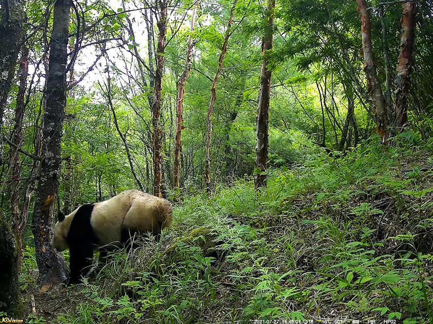 紅外相機(jī)拍攝到的野生大熊貓。平武縣融媒體中心供圖