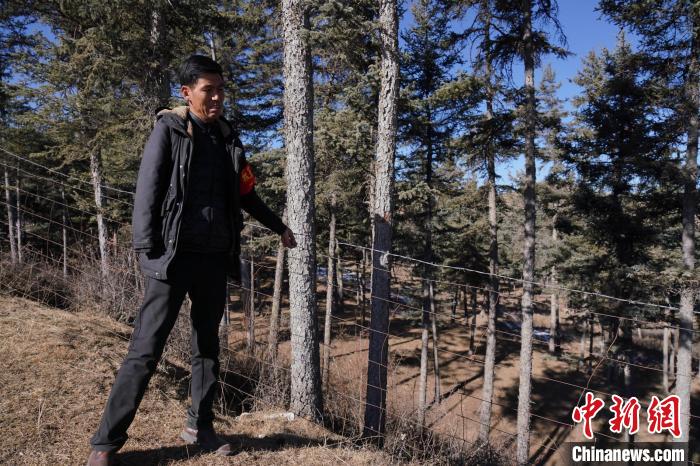 圖為桑杰加檢查林場防護網(wǎng)?！●R銘言 攝