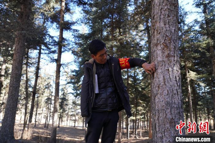 圖為桑杰加檢查林場樹木是否有病蟲害?！●R銘言 攝