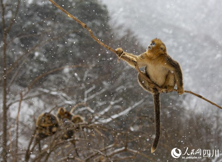 雪中嬉戲的川金絲猴。鐘歡攝