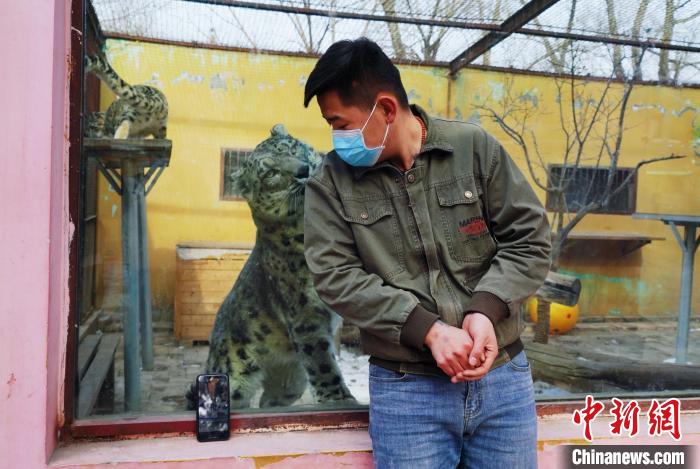 圖為雪豹“奶爸”史壽軍直播休息時與雪豹互動?！●R銘言 攝